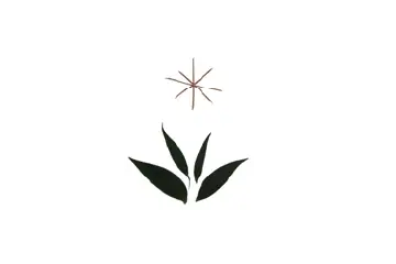 Comunitat benedictina del Miracle | Espurnes Barroques
